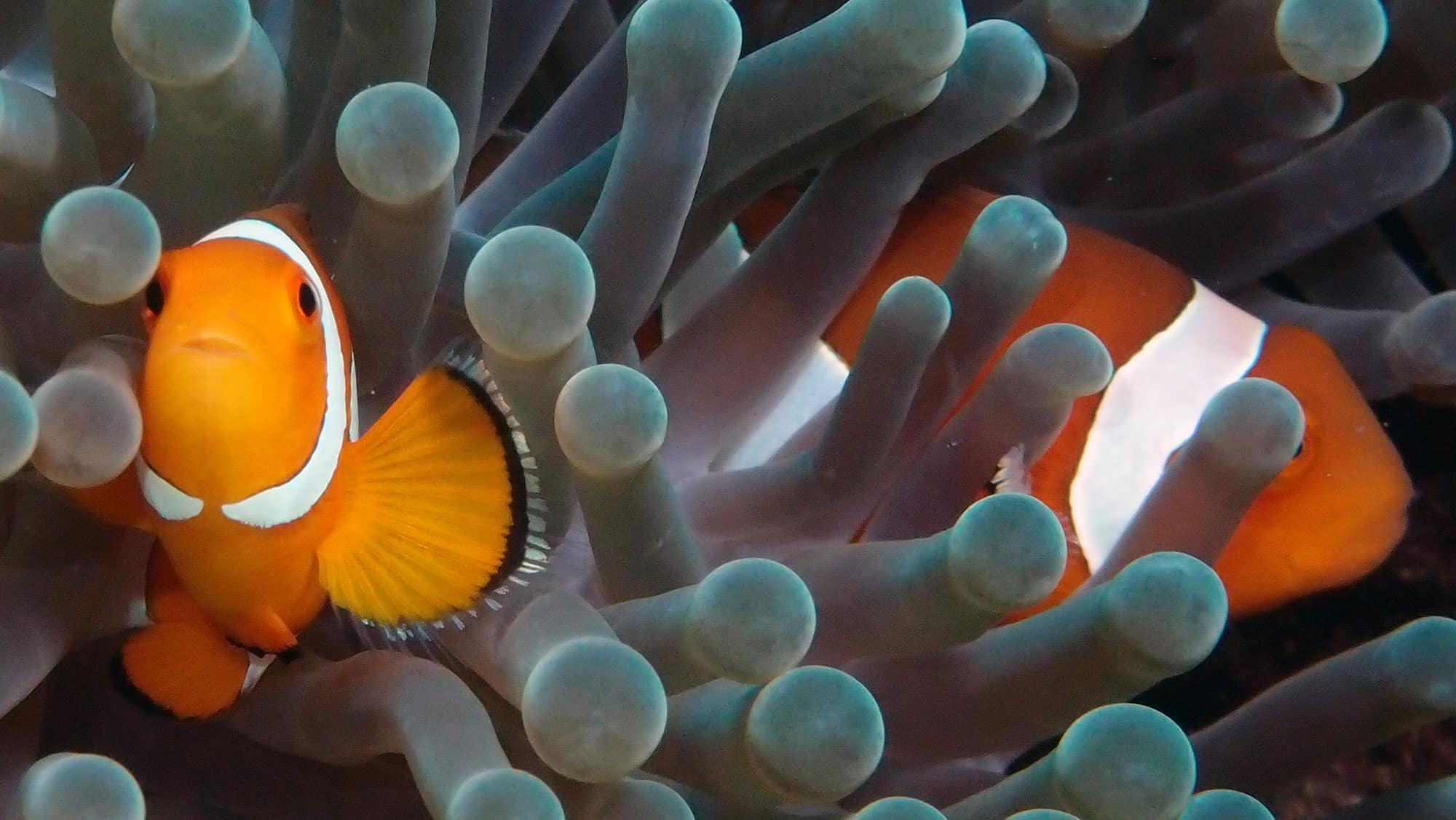 Nemo Koralle Kindertauchen