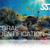 Zertifitierungskarte SSI Coral Identification